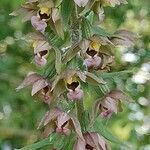 Epipactis helleborine ᱵᱟᱦᱟ