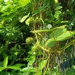 Passiflora foetida Плод
