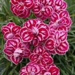 Dianthus barbatusVirág