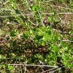 Betula nana Leaf