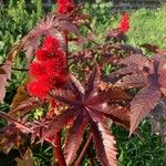 Ricinus communis आदत