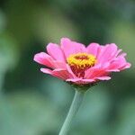 Zinnia elegansപുഷ്പം