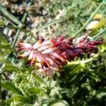 Platycapnos spicata Flower