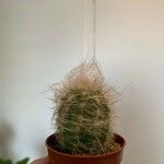 Oreocereus trollii Yaprak