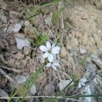 Sisyrinchium albidum Λουλούδι