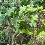 Heliconia wagneriana ഇല