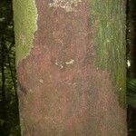 Pouteria reticulata Corteza