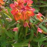 Euphorbia griffithii Flor