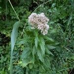 Eupatorium cannabinumFlower