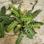 Asplenium ceterachHostoa