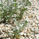 Cryptantha pterocarya Хабит