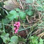 Persicaria orientalis Hábito