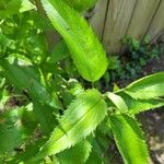 Eupatorium perfoliatum Blad