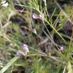 Vicia parviflora Blodyn