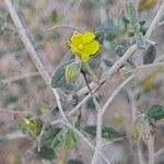Helianthemum lippii Çiçek
