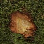 Matayba stenodictya Otro