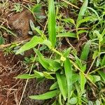 Commelina africana Leaf