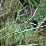 Paspalum distichum Квітка