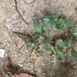 Rorippa indica 葉