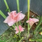 Etlingera elatior Blüte