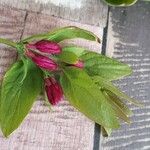 Calycanthus floridusFlower