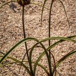 Cyperus capitatus Fulla