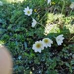 Anemone baldensis Blomst