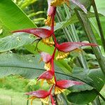 Heliconia collinsiana 花