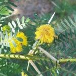 Acacia farnesiana Blodyn