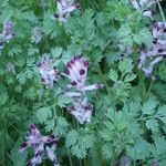 Fumaria barnolae Fula