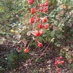 Delphinium cardinale Hábito