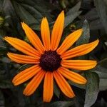 Rudbeckia fulgida Virág