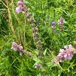 Stachys pilosa Çiçek