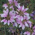 Coronilla variaFlower