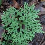Selaginella sinuosa 葉