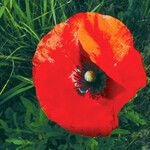 Papaver rhoeas Flower