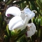 Arcytophyllum nitidum Fleur