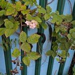 Rubus ulmifolius Συνήθη χαρακτηριστικά