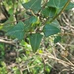Senecio macroglossus Hoja