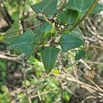 Senecio macroglossus Folha