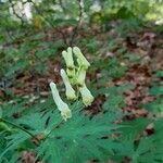 Aconitum lycoctonumFeuille