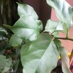 Bougainvillea glabra Leaf