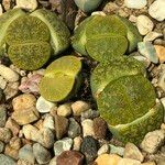 Lithops spp. 整株植物