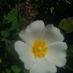 Cistus salviifolius Flors