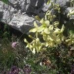 Hesperis laciniata Kvet