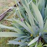 Iris pallida Leaf