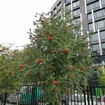 Sorbus aucupariaFulla