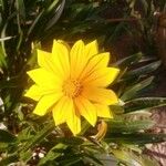 Gazania rigensBlüte