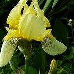 Iris lutescens Flor