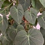 Philodendron gloriosum List